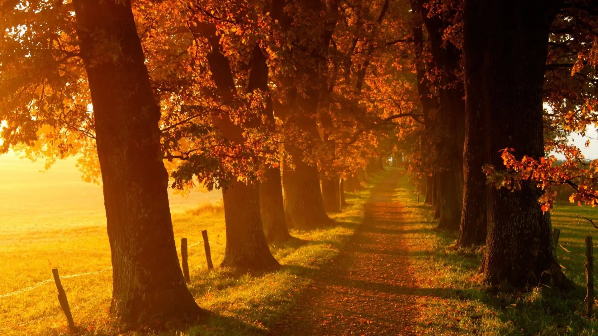 Voir l'automne, une saison en France backdrop