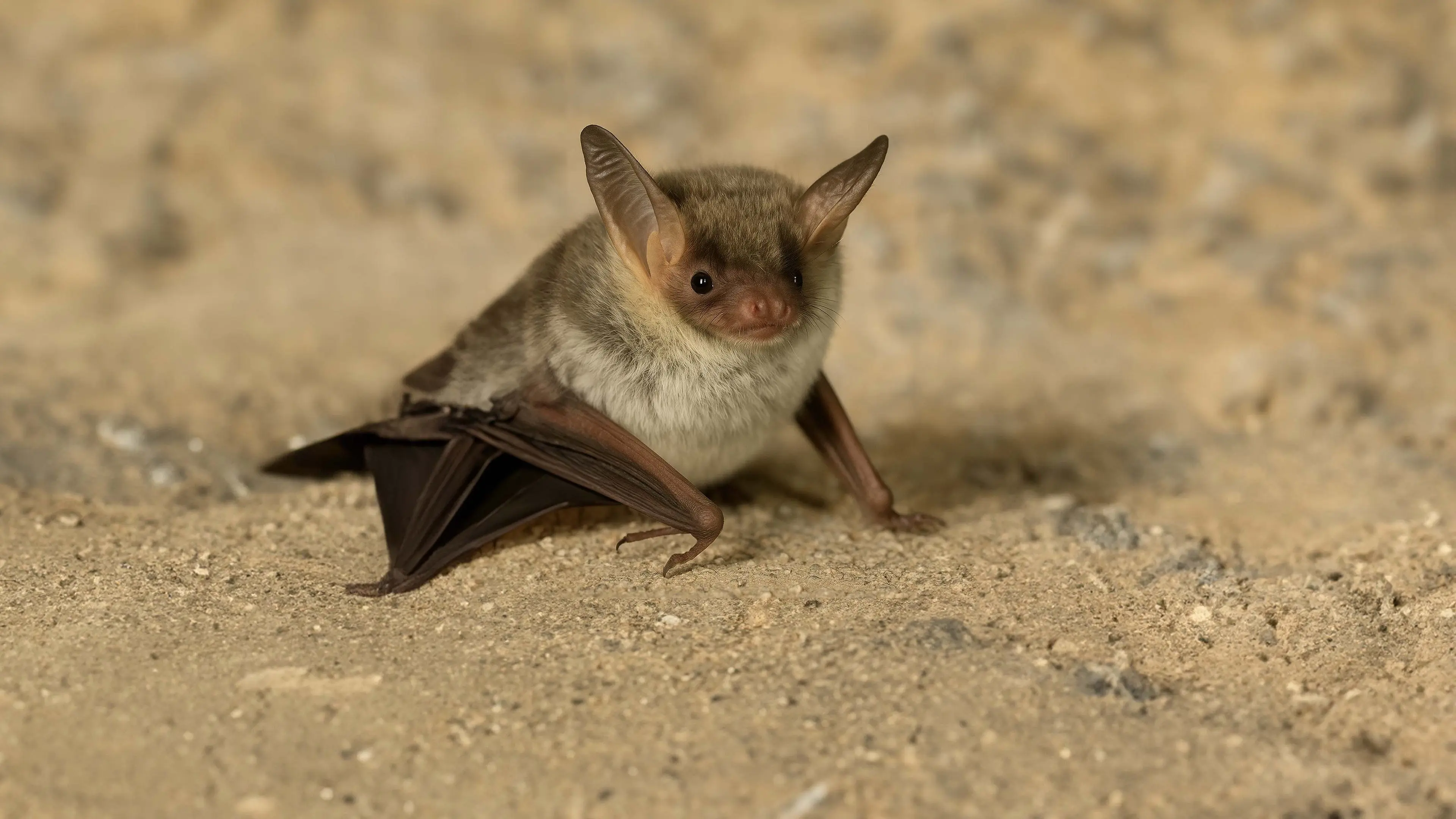The Secret Life of Bats backdrop