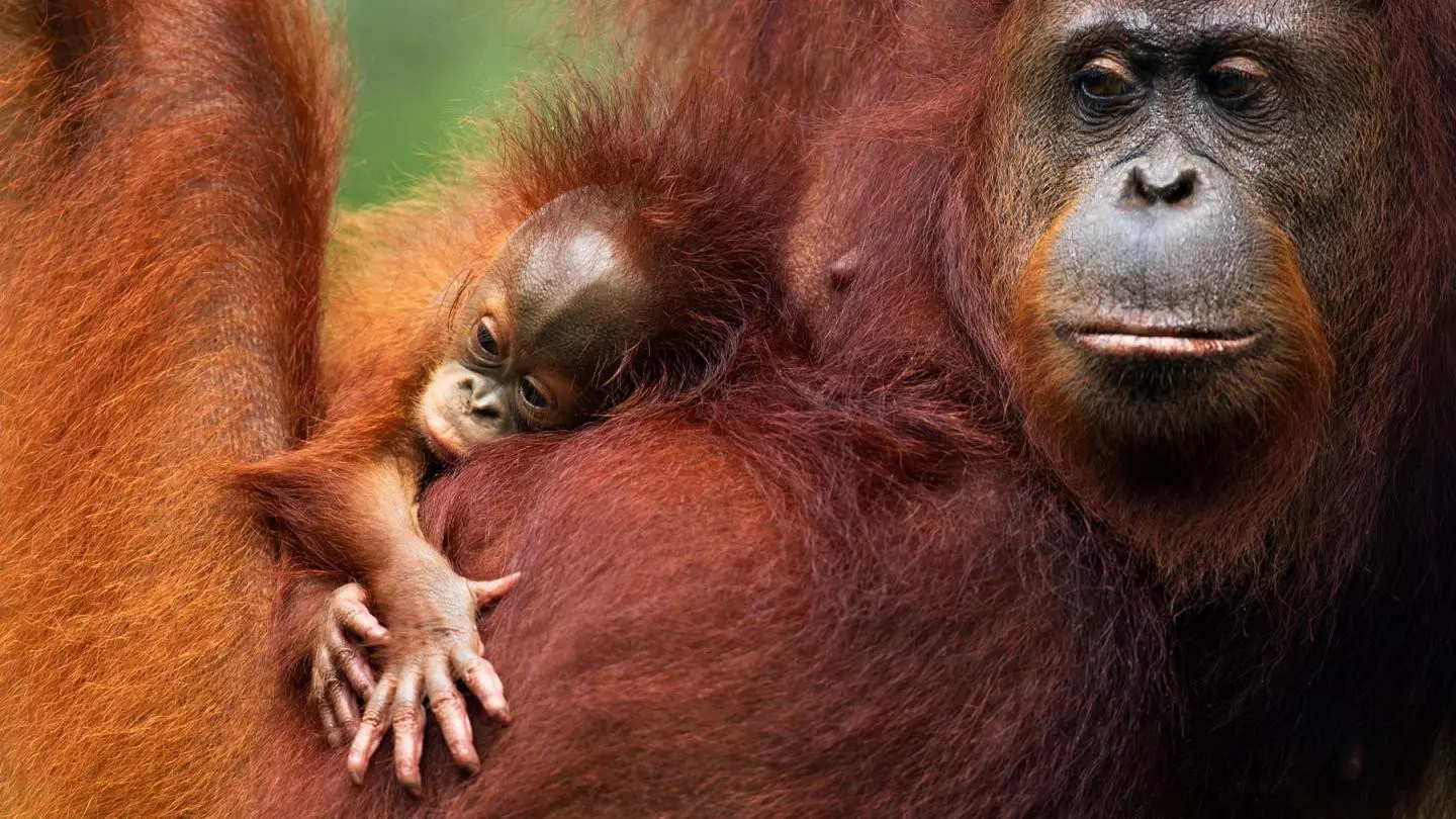 Orang Utans - Keepers of the Jungle backdrop