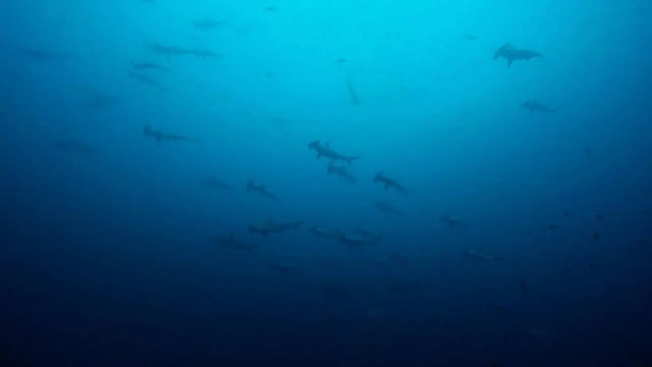 Oceans backdrop