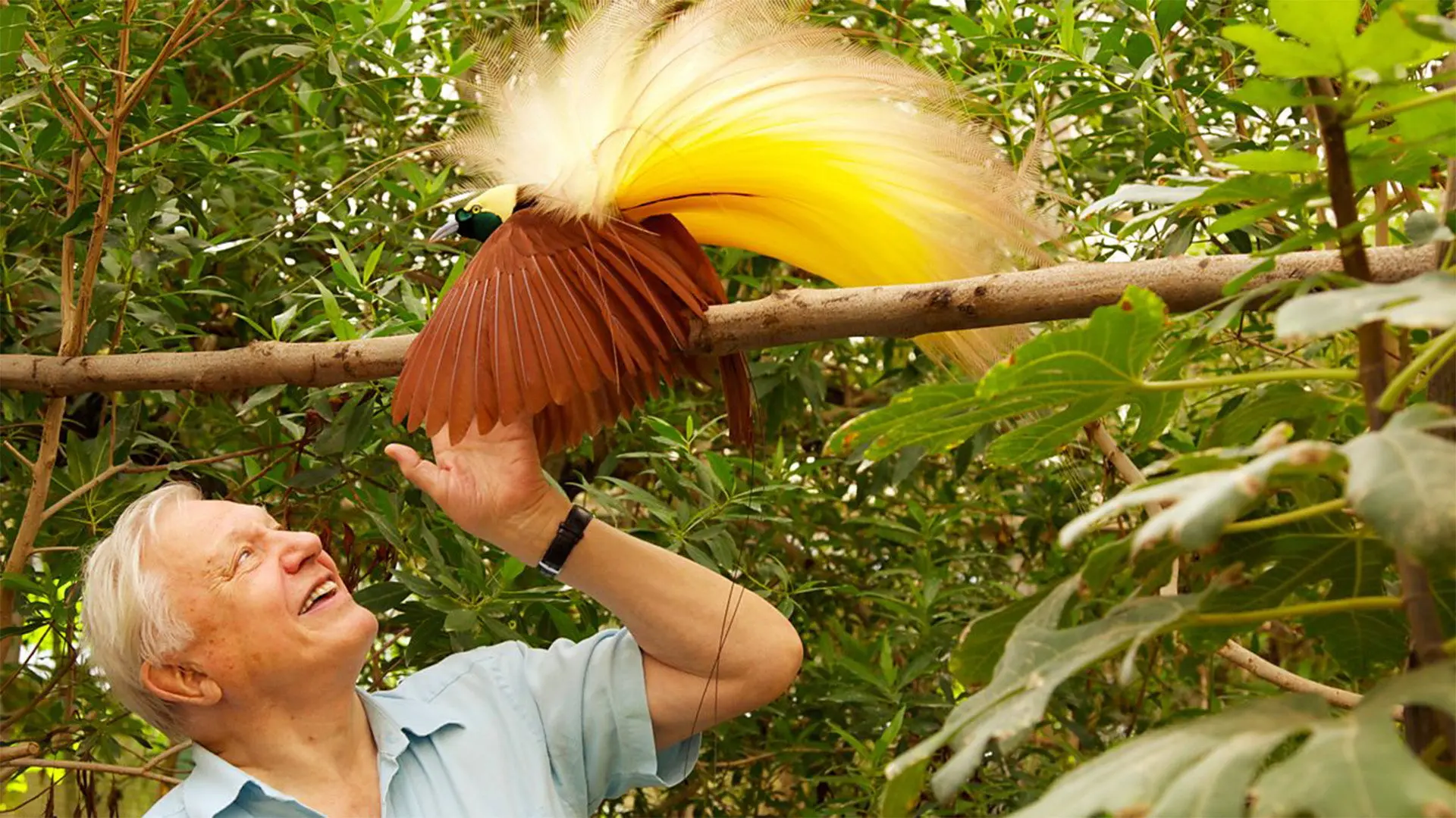 Attenborough in Paradise backdrop
