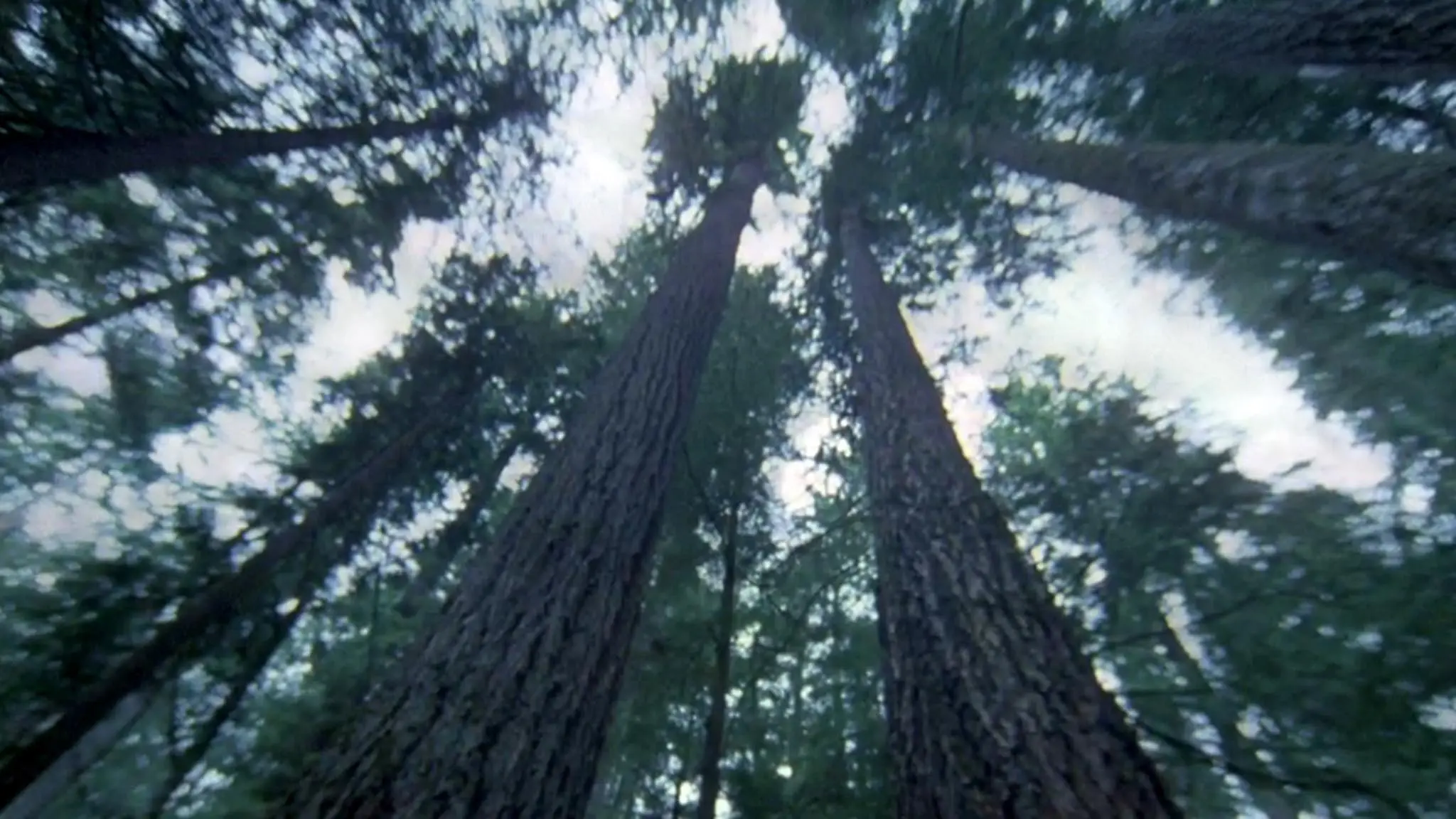 Another Side of the Forest backdrop
