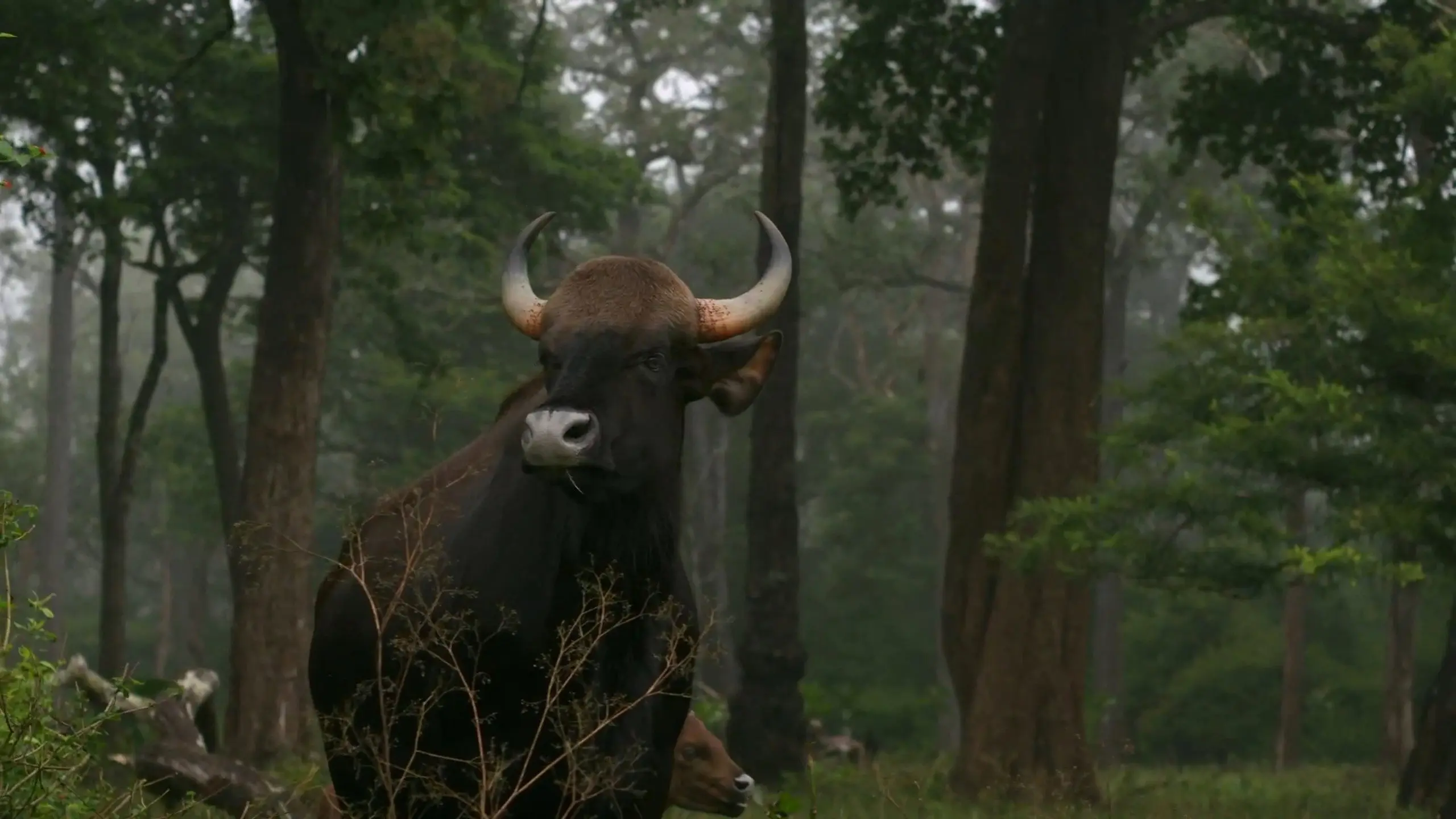 Wild Karnataka backdrop
